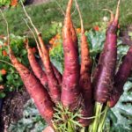 Headacre_carrots