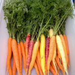 carrots_resize