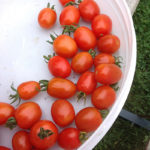 cherrytomatoes_resize