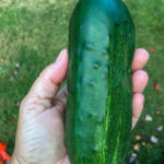 cucumber