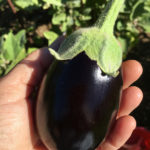 eggplant