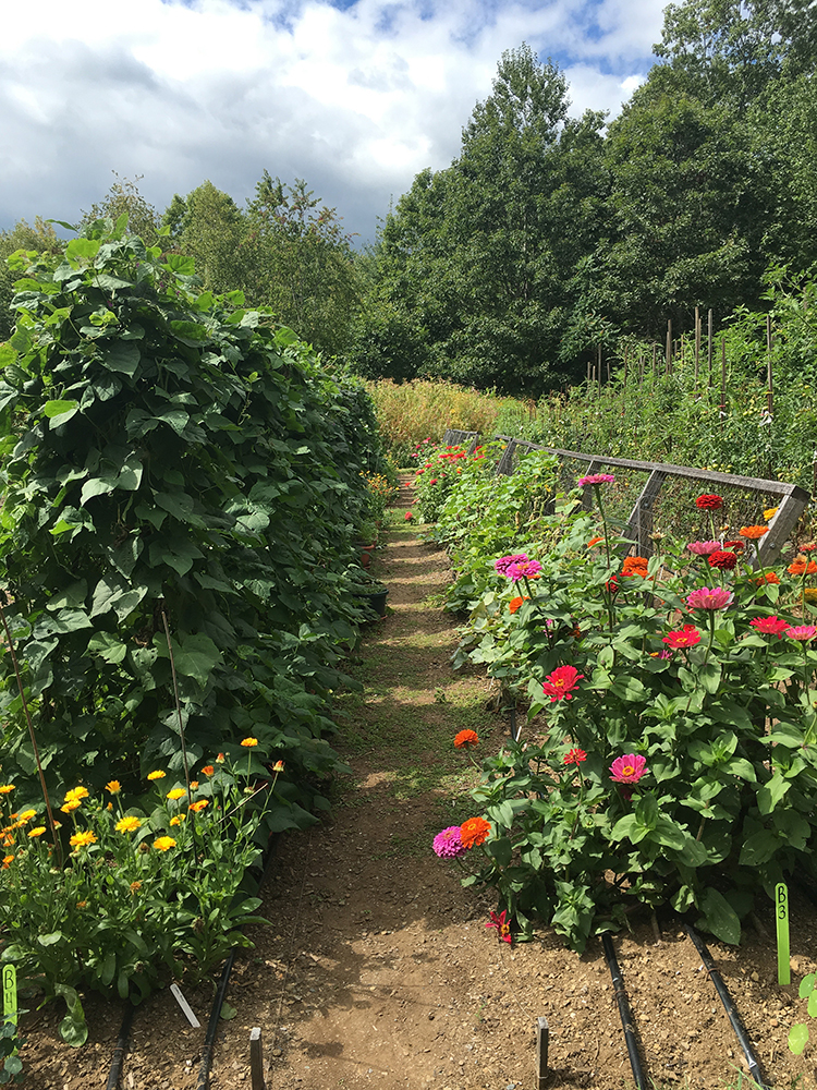 headacre_farm_rows_resize