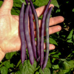 purple_beans