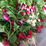 radishes_resize